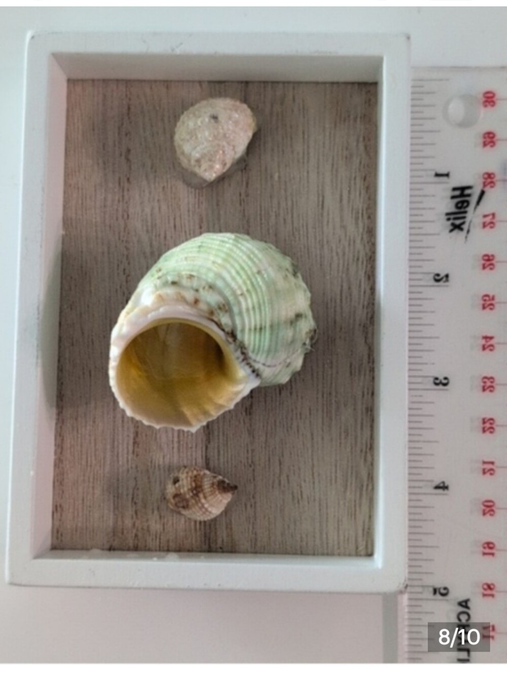 Turbo Imperiali Sea Snail with two other snail shells mounted on shadowbox frame - Picture 8 of 10